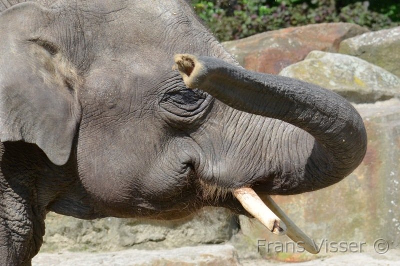 Dierentuin Emmen Mei 2014 17.JPG